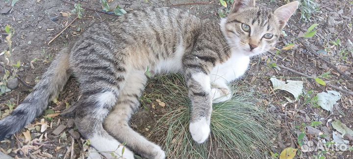 Котик (мася)