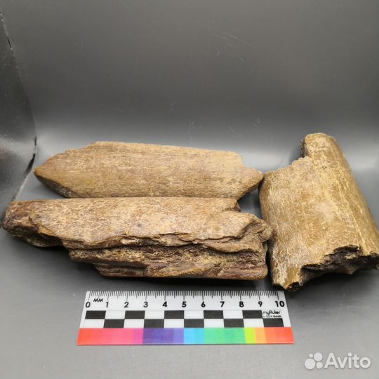 Окаменелые кости ископаемого кита Цетотерия