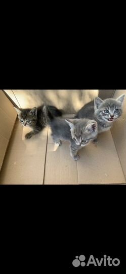 Котята в добрые руки бесплатно