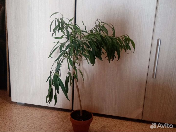 Фикус Ивалистный, Вайт марджин, ретуза гавайская