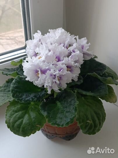 Фиалки сортовые