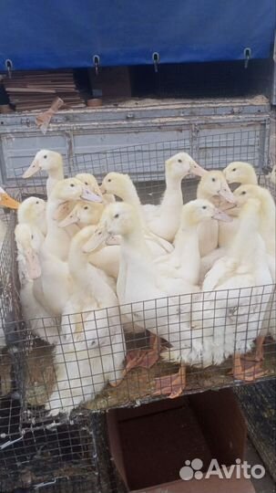 Бройлеры, Куры, Утки