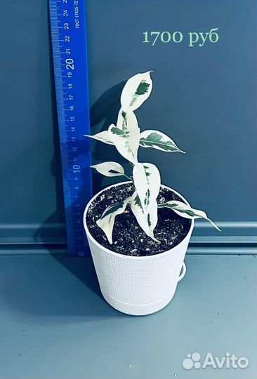 Фикус Де Гантель