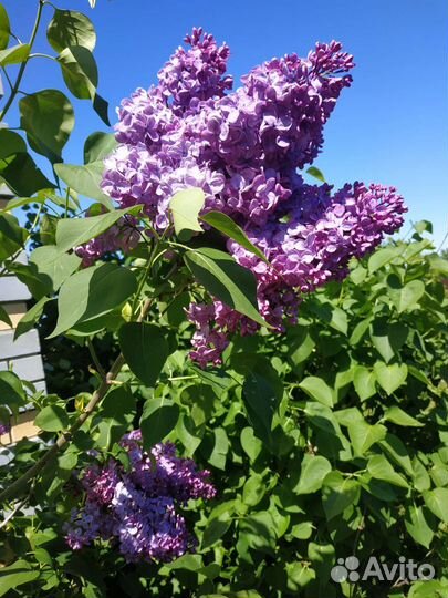 Саженцы сирени махровой