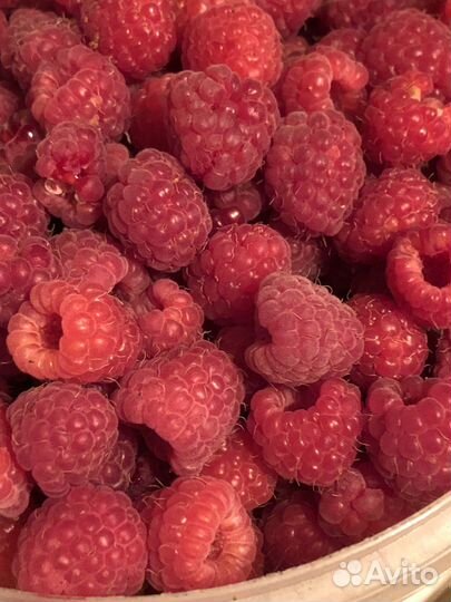 Малина ягоды свежая