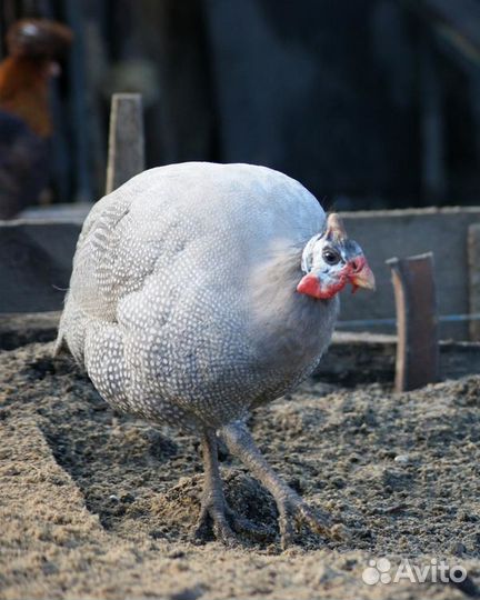 Яйцо Цесарки