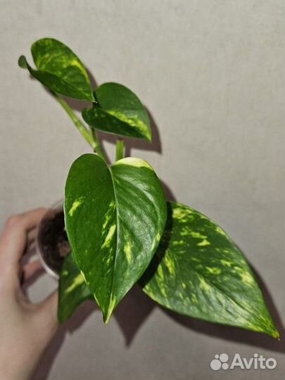 Сциндапсус