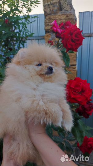 Шпиц девочка