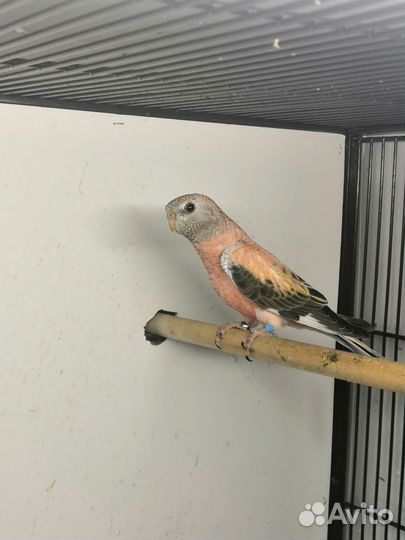 Розовобрюхие попугайчики Боурка