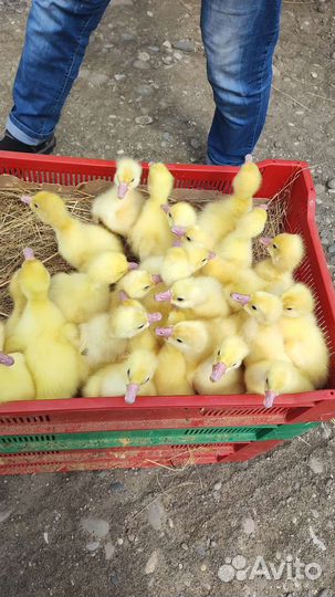 Гусята суточные