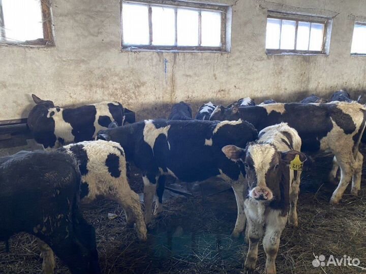 Бычки 1-5мес