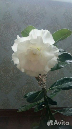 Привитый Адениум Jaws