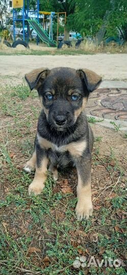 Собаки щенки