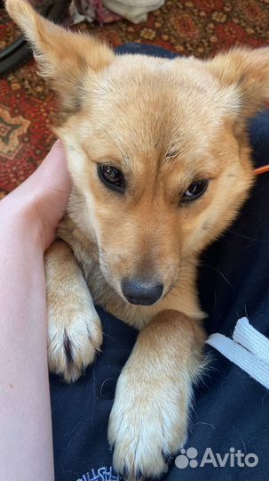 Найдена собака