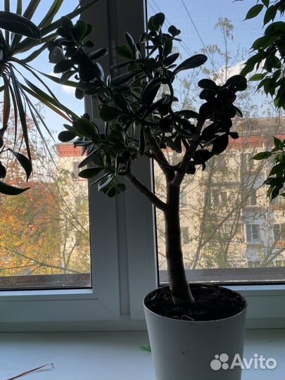 Толстянка (крассула, денежное дерево)