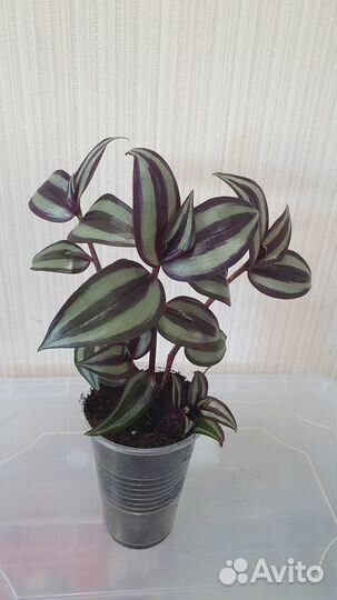 Комнатные цветы (традесканция, гинура, ледебурия)