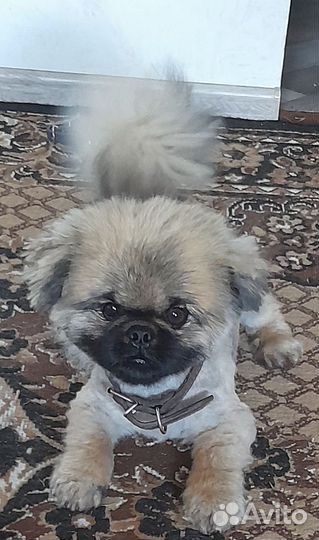 Продам щенка порода пико шпиц