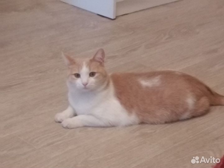 Кошки бесплатно