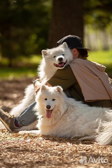 Щенки самоеда (от титулованных родителей )