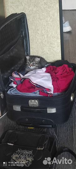 Котенка в добрые руки