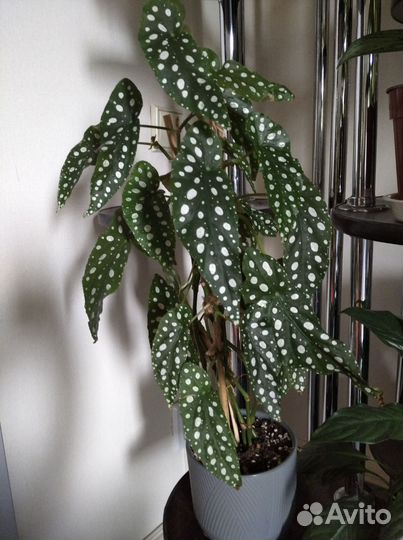 Черенки комнатных растений