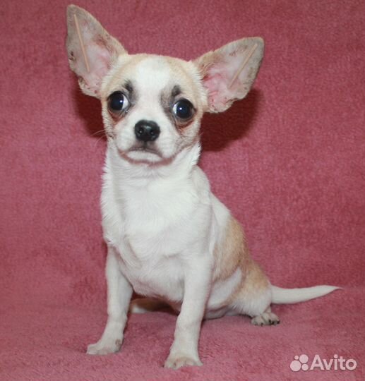 Мальчик чихуахуа бело крем. окраса