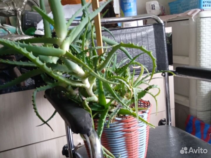 Алоэ столетник