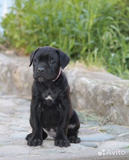 Щенки кане Корсо