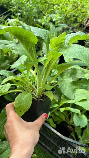 Наперстянка