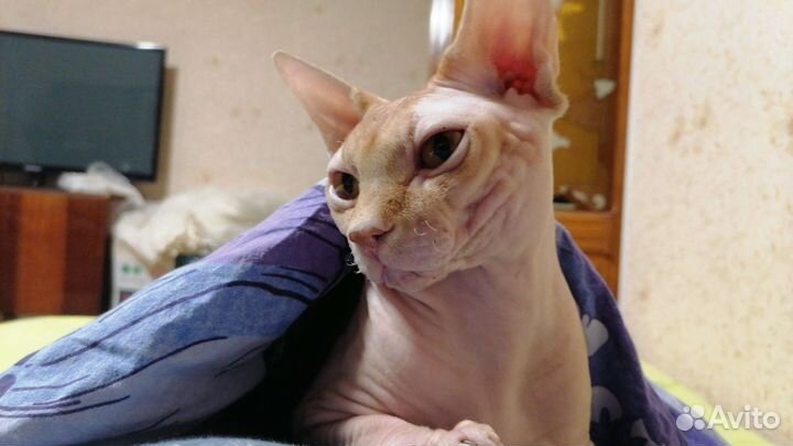 Канадский сфинкс вязка