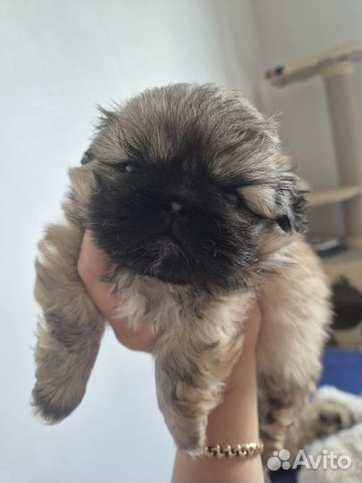 Щенки пекинеса