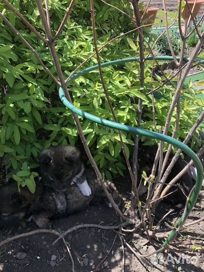 Маленькая собака