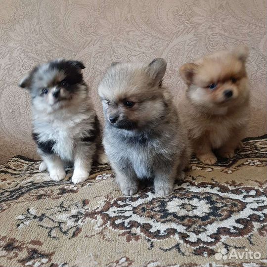 Щенки шпица