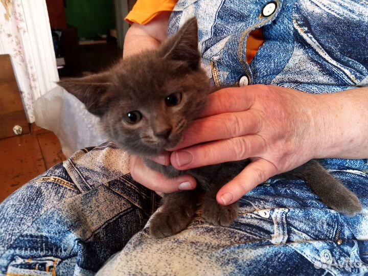 Котята 2 месяца, в добрые руки