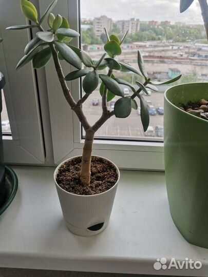 Денежное дерево