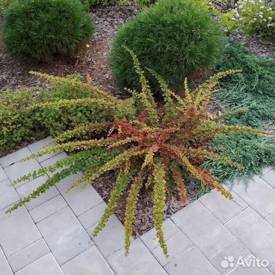 Барбарис Грин Карпет