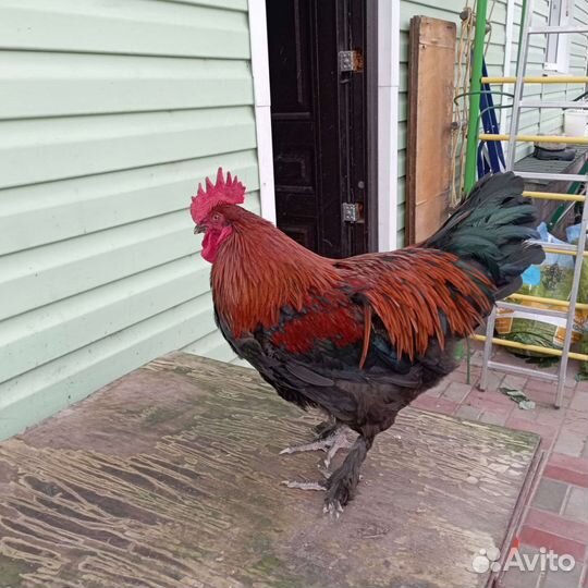 Петух Маран