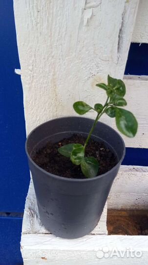 Мурайя детки