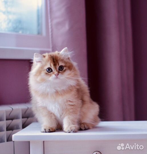 Британский котенок. Длинношерстный мальчик