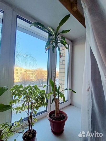 Пальма драцена Фрагранс Голден Кост живая