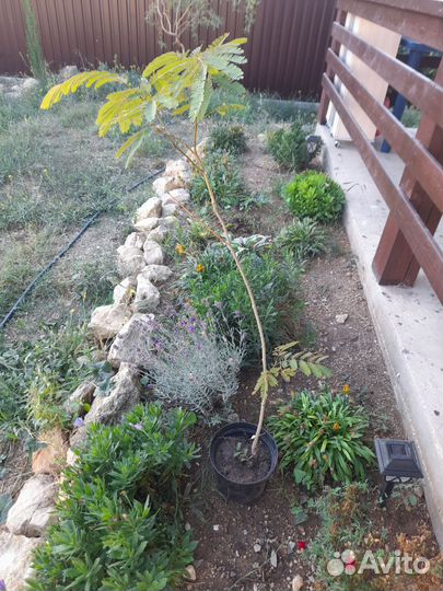 Альбиция ленкоранская, акация