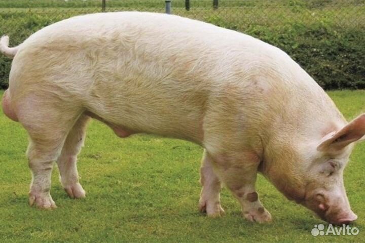 Хряк на племя