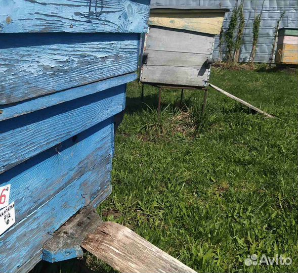 Продам пчелосемьи