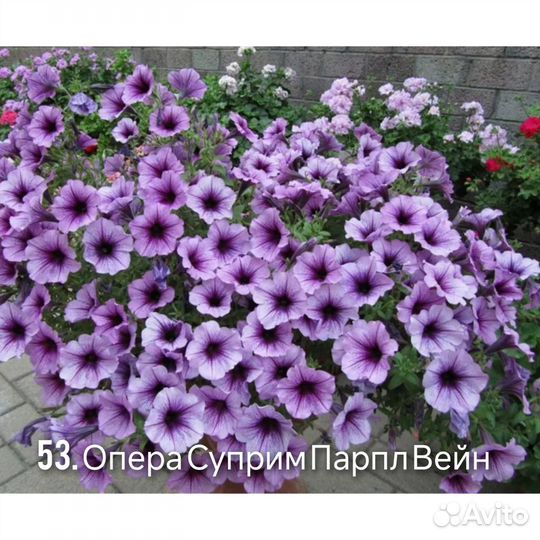 Петуния ампельная