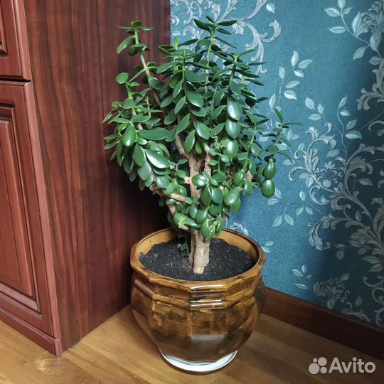 Денежное дерево (толстянка)