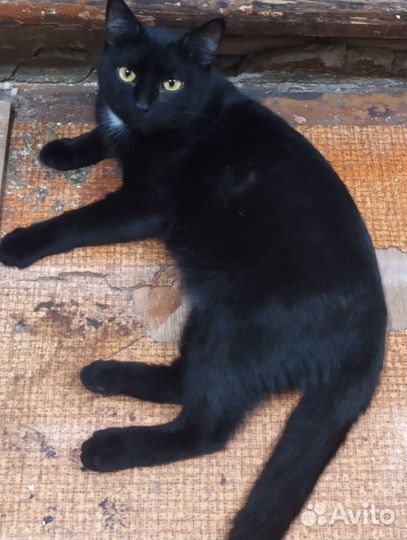 Котик Том