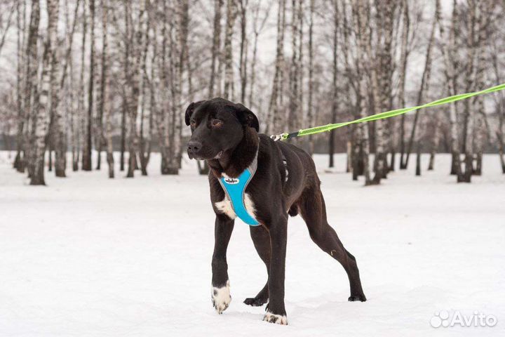 Красавец-пёс Олаф ищет дом