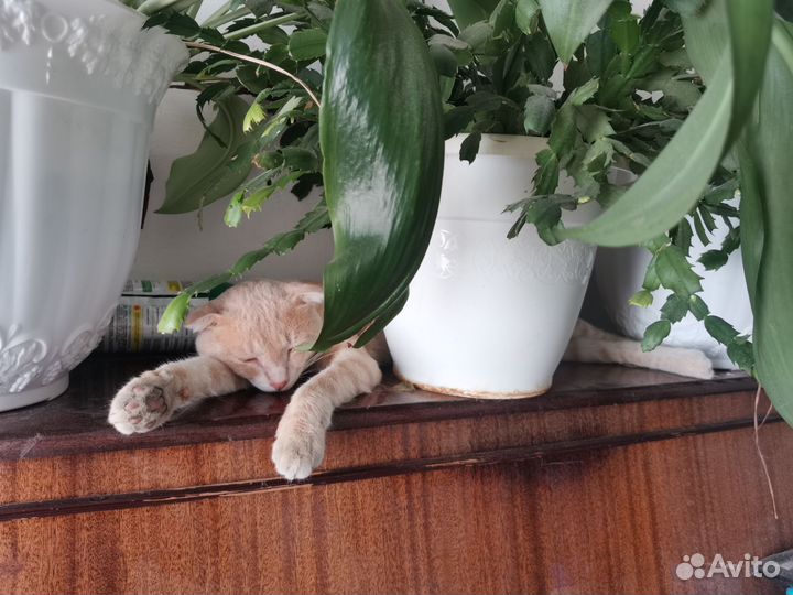 Шотландец вислоухий