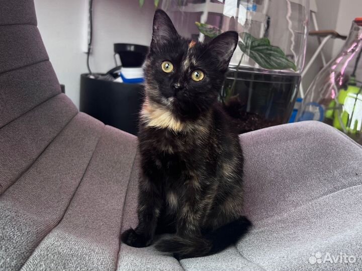 Трехцветный Котенок. Пишите, очень нужен дом