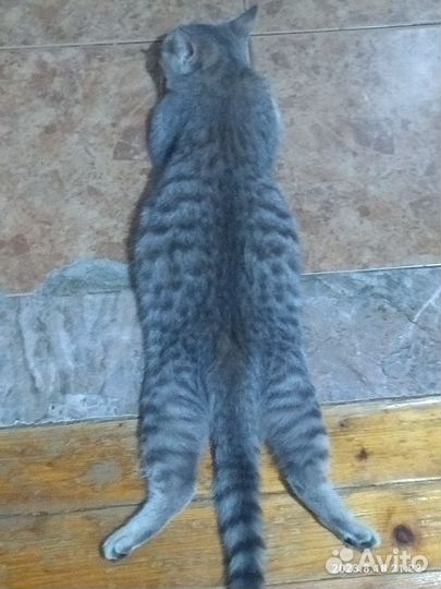 Кошка смешанной породы